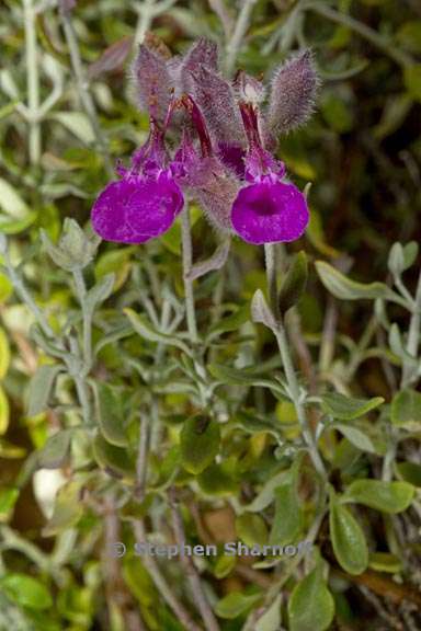 teucrium marum 3 graphic